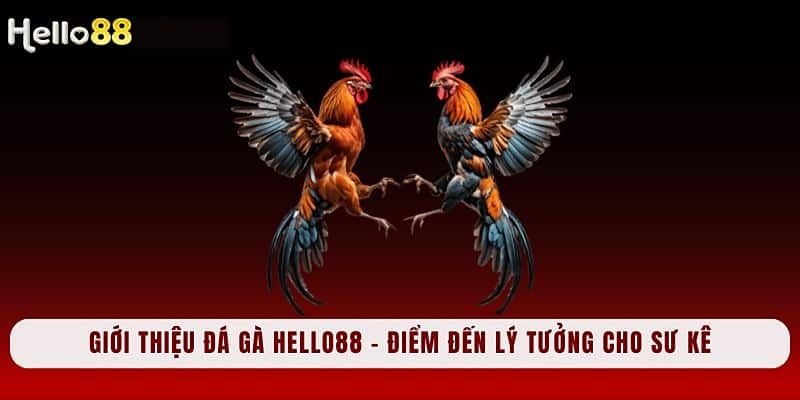 Giới thiệu khái quát đôi nét về đá gà Hello88